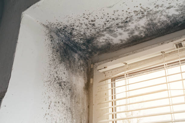 Affordable Attic Mold Remediation solutions in Mount Juliet, TN